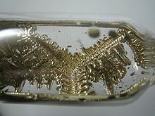 玻璃安瓿中的看起来像是松树枝的Y形黄色晶体